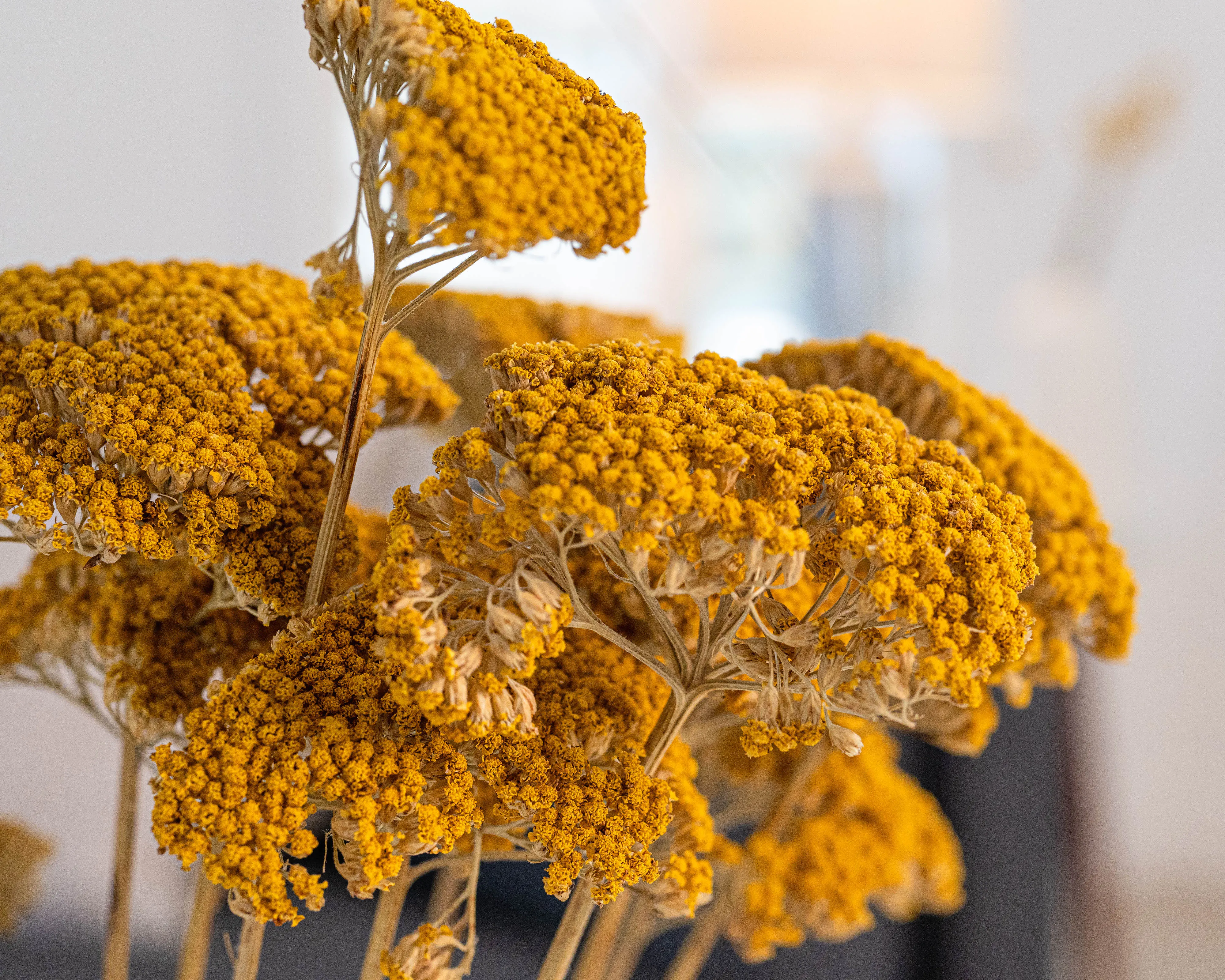 Dried Yarrow Bunches - Yellow