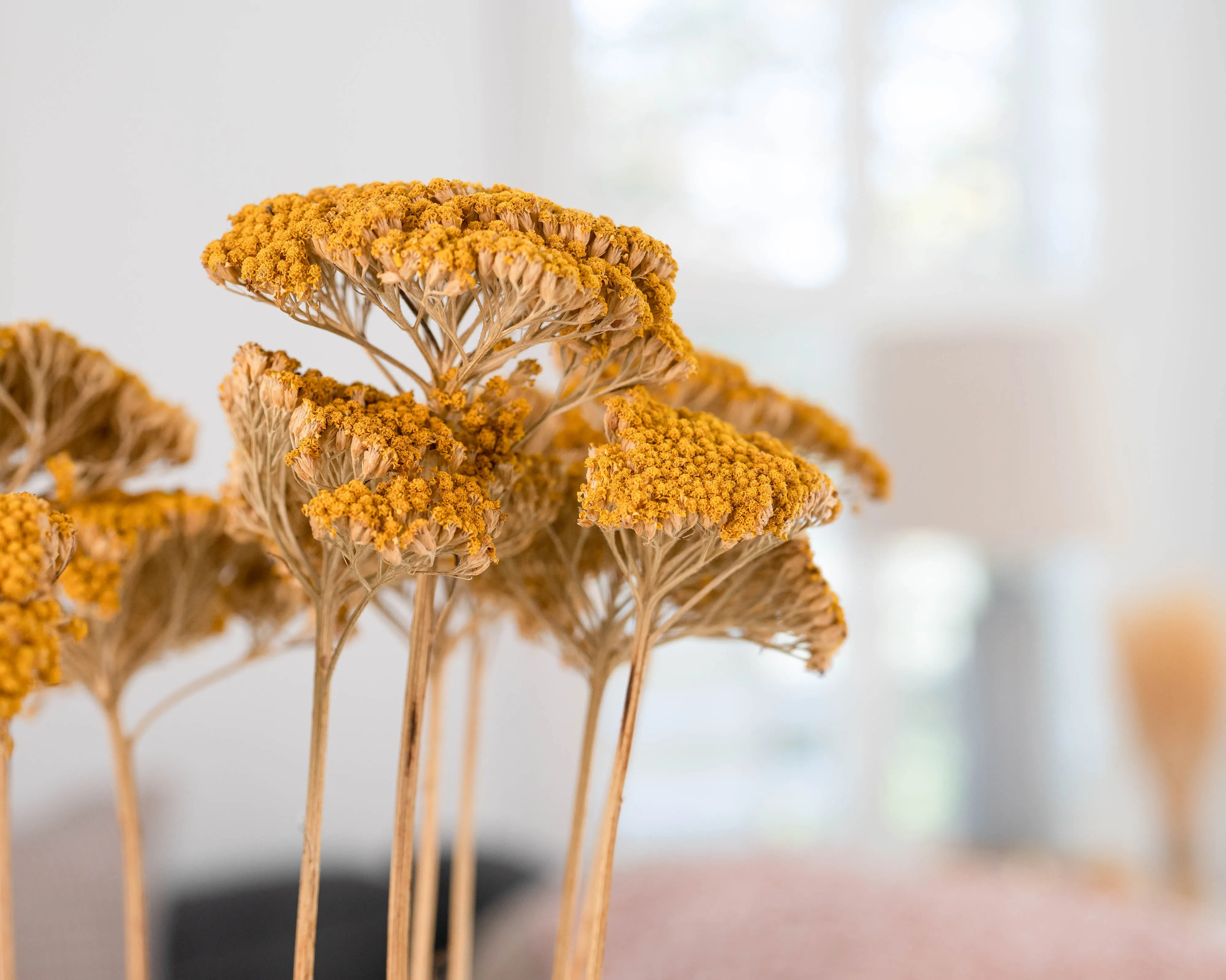 Dried Yarrow Bunches - Yellow